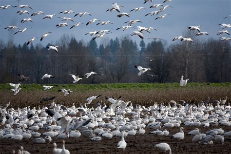 Snow Goose Migration Map 2024 - Rana Ursula