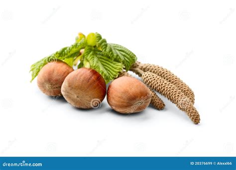 Filbert stock image. Image of nutlet, chestnut, filbert - 20376699