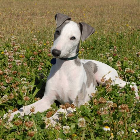 Whippet Breed Guide - Learn about the Whippet.