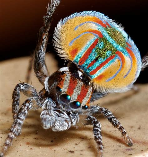 It’s official! These are the cutest spiders in the ENTIRE world – imaginED