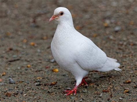 Rock Pigeon | Celebrate Urban Birds