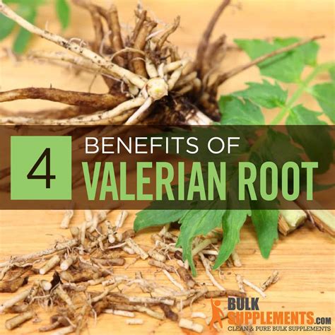 Valerian Root Extract: Benefits, Side Effects & Dosage