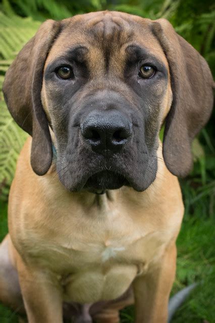 South African Boerboel Pictures and Informations - Dog-Breeds.com