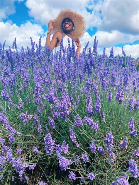 Day trip to Mayfield Lavender Farm - Life With Bugo