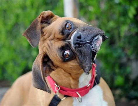 Best head tilt ever! | Boxer puppies, Boxer dogs, Funny boxer