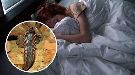 Viral News | Snakes in Dreams? Know The Meaning of Seeing Serpents ...