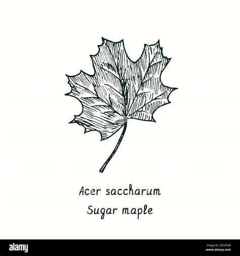 Sugar maple (Acer saccharum) leaf. Ink black and white doodle drawing in woodcut style Stock ...