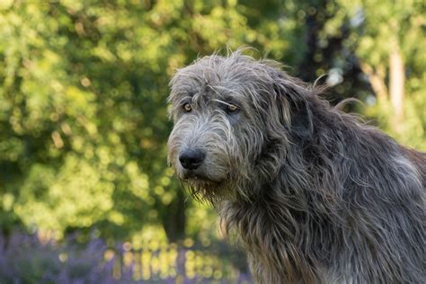 Irish Wolfhound: Dog Breed Characteristics & Care