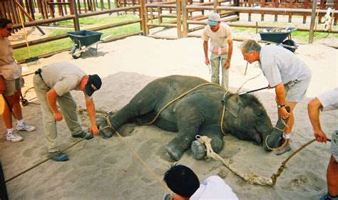 History of Vaccines: Circus Elephant Abuse