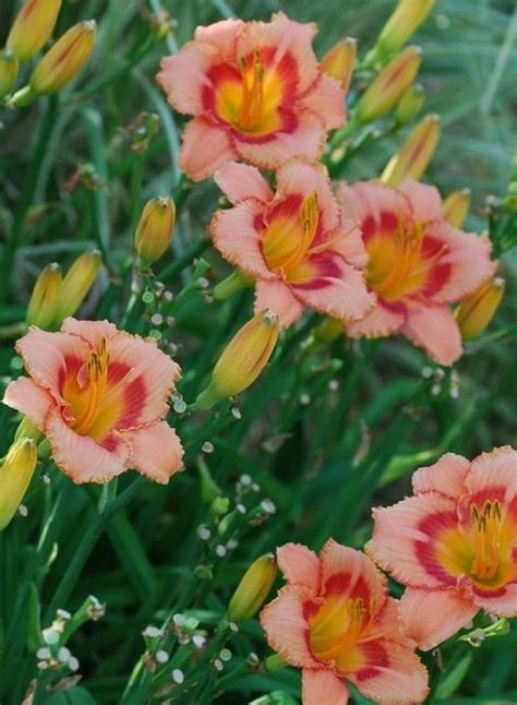 OUR FAVORITE DAYLILY VARIETIES (VIDEO) | Day lilies, Daylilies, Annual plants