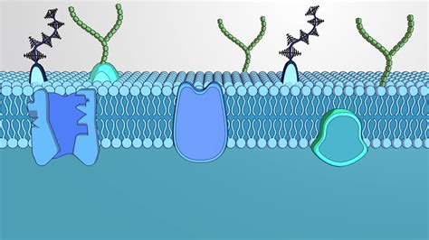 Transport Across Cell Membrane Experiment - Transport Informations Lane