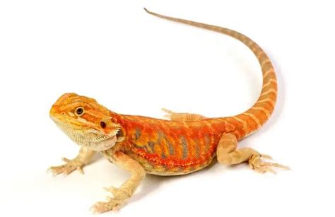 20 Types of Bearded Dragons: Species, Morphs & Color List - Everything ...