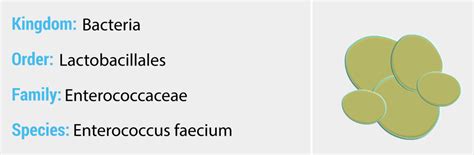 Enterococcus faecium - Quip Labs