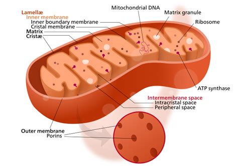 Coenzyme Q10 (ubiquinone): functions, serum dosage, benefits, deficiency - Drugs Details