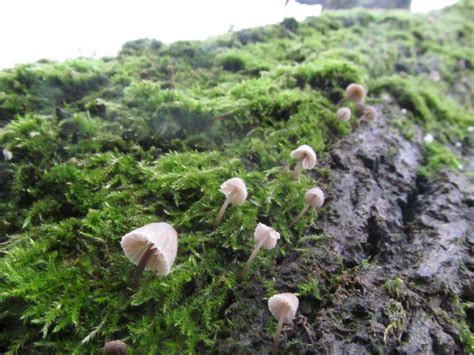 Mushroom trip. : pics