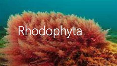 RHODOPHYTA . Occurrence And General Structure Of Rhodophyta