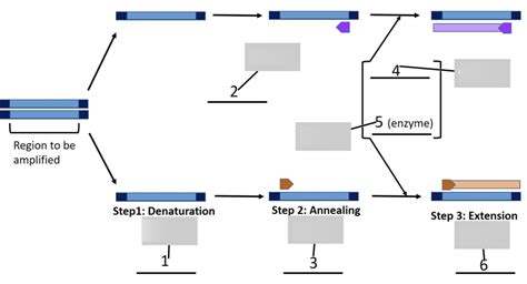 PCR diagram Diagram | Quizlet