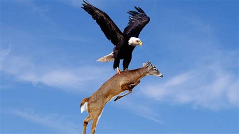 WoW!! Amazing Eagles Hunting!!! - YouTube