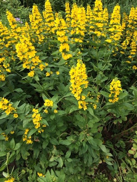 Perennial Plant With Yellow Flowers Identification - 33 Types Of Yellow Flowers Proflowers Blog ...