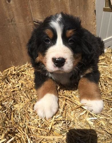 Bernese Mountain Dog Puppy for Sale - Adoption, Rescue for Sale in Tyrone, Pennsylvania ...