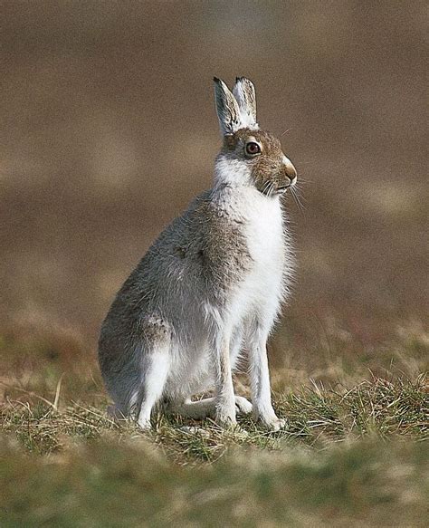 Hare | Mammal Adaptations, Habitat & Diet | Britannica