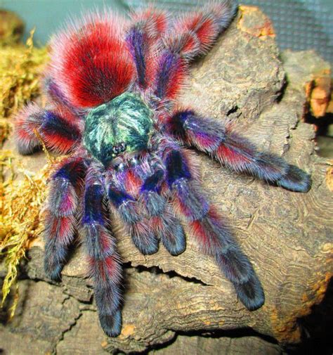 Antilles pinktoe tarantula...aka the Martinique red tree spider or the ...