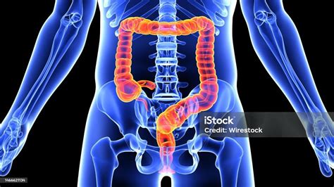 Human Body Diagram With Guts Highlighted Stock Photo - Download Image Now - Backgrounds, Biology ...