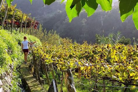 Full-Day Madeira Wine Tasting Tour With Lunch: Triphobo