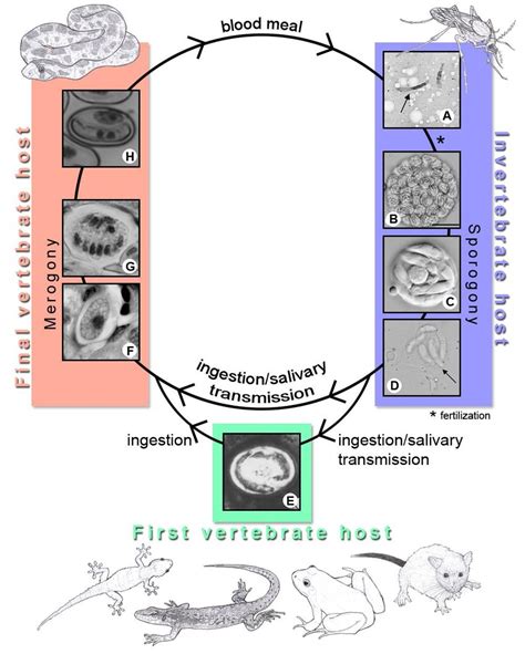 8 – STAGES OF THE LIFE CYCLE OF HEPATOZOON SPP. WITH SNAKE HOSTS ...