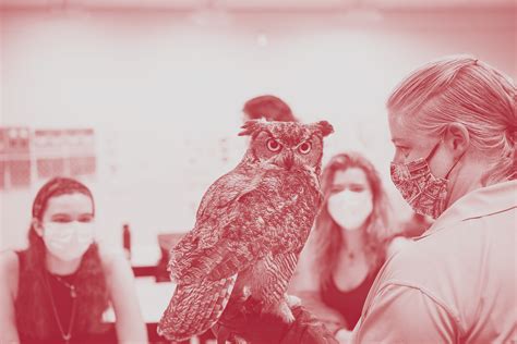 Temple University Owl Logo Rebrand | by Hanna lipski | Medium