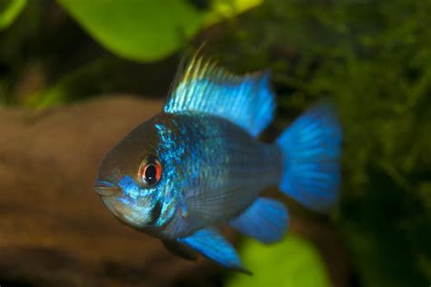 German Blue Ram Cichlid: Complete Care Guide