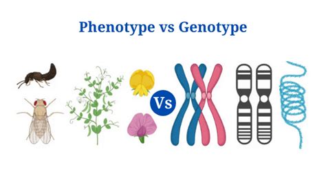 Phenotype Vs Genotype: Definition, Differences, Examples - PhD Nest