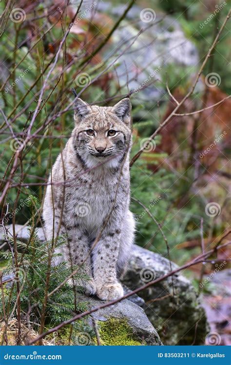 Young cub of lynx lynx stock image. Image of nature, closeup - 83503211