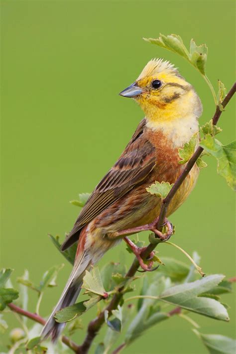 Yellowhammer by JMrocek on DeviantArt