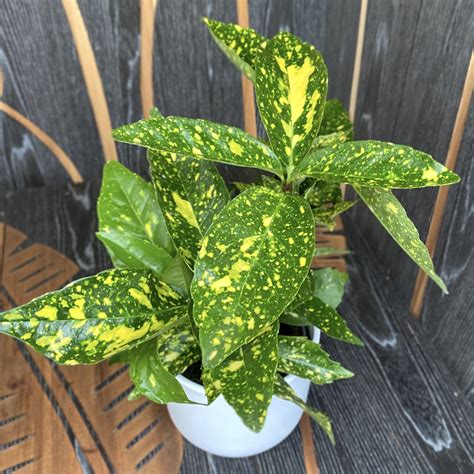 Aucuba japonica variegata (Golden tree) - 3 plants/pot