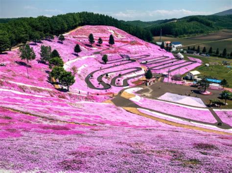 Hokkaido park’s “sakura on the ground” are a breathtaking reason to ...