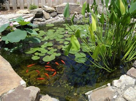 Goldfish Ponds & Water Gardens | The Pond Doctor