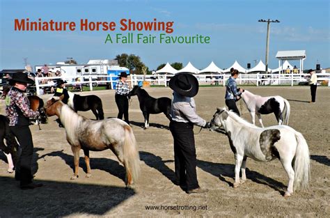 Miniature Horse Showing: Fall Fair Competitions Demystified Part II | Global Travel for Horse Lovers