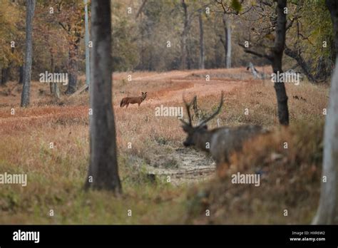 Indian wild dog pose in the nature habitat, very rare animal, dhoul ...