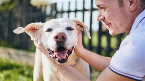 Dental Care for Pets: Why It is Important and What You Can Do - Toronto ...