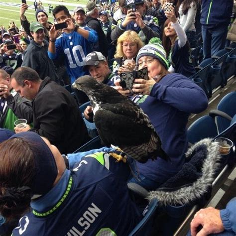 Seahawks mascot goes rogue during Sunday's game - UPI.com