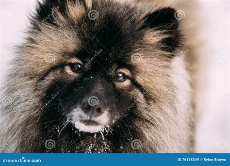 Close Up of Young Keeshond, Keeshonden Dog in Snow, Winter Stock Image - Image of head, gray ...