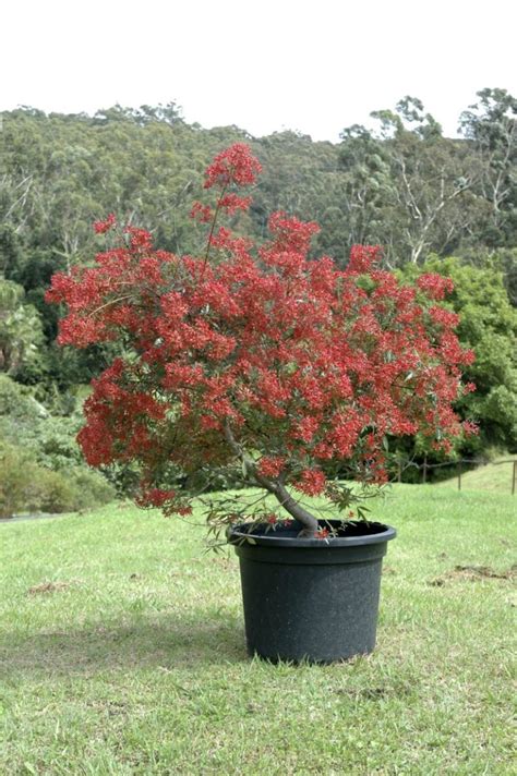 Australian native plants for pots, courtyards and small gardens | Australian Plants Society