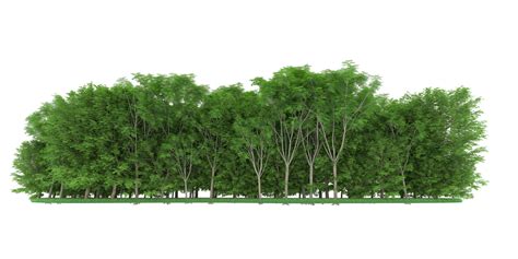 Realistic forest isolated on transparent background. 3d rendering - illustration 19602038 PNG