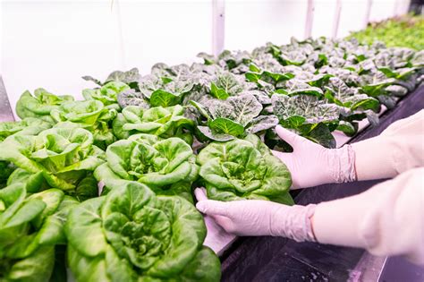 The Ultimate Guide to Hydroponic Farming