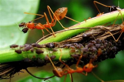 Do Ants Eat or Kill Aphids? 6 Environmental Factors – Backyard Garden Geek