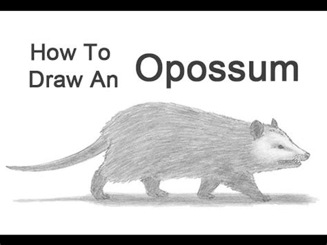 How to Draw an Opossum - YouTube