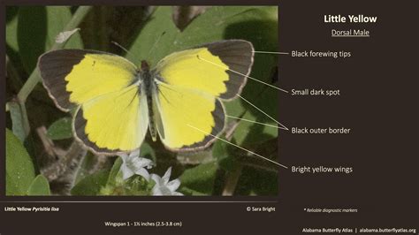 Little Yellow - Alabama Butterfly Atlas