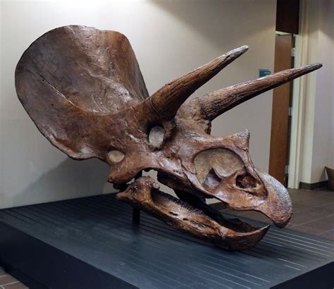 Triceratops skull on display at Danville Science Center | Scene ...