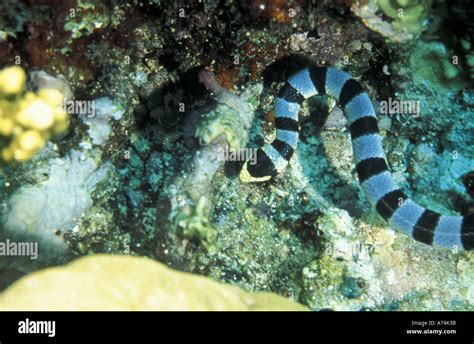 Asia, Papua New Guinea. Banded sea snake Stock Photo: 3826490 - Alamy